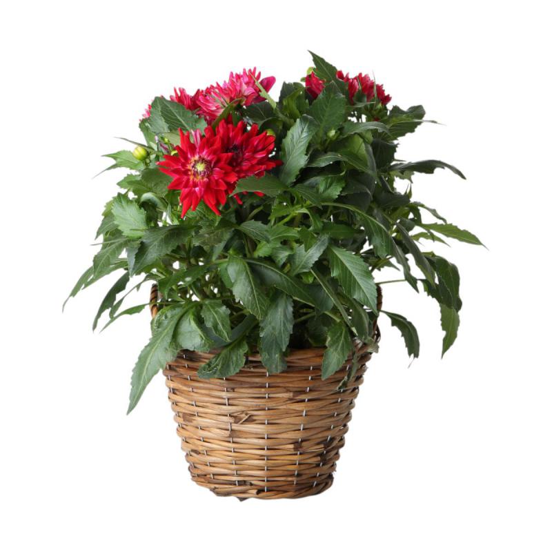 Pflanzkorb hoch mit Henkel