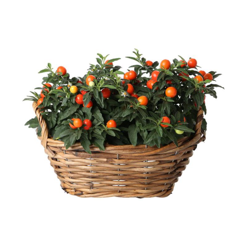 Pflanzkorb oval mit Henkel