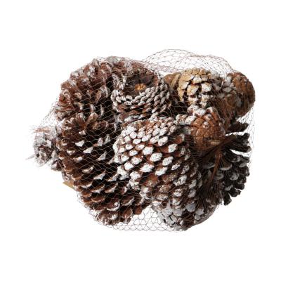 Zapfen Pinus beschneit