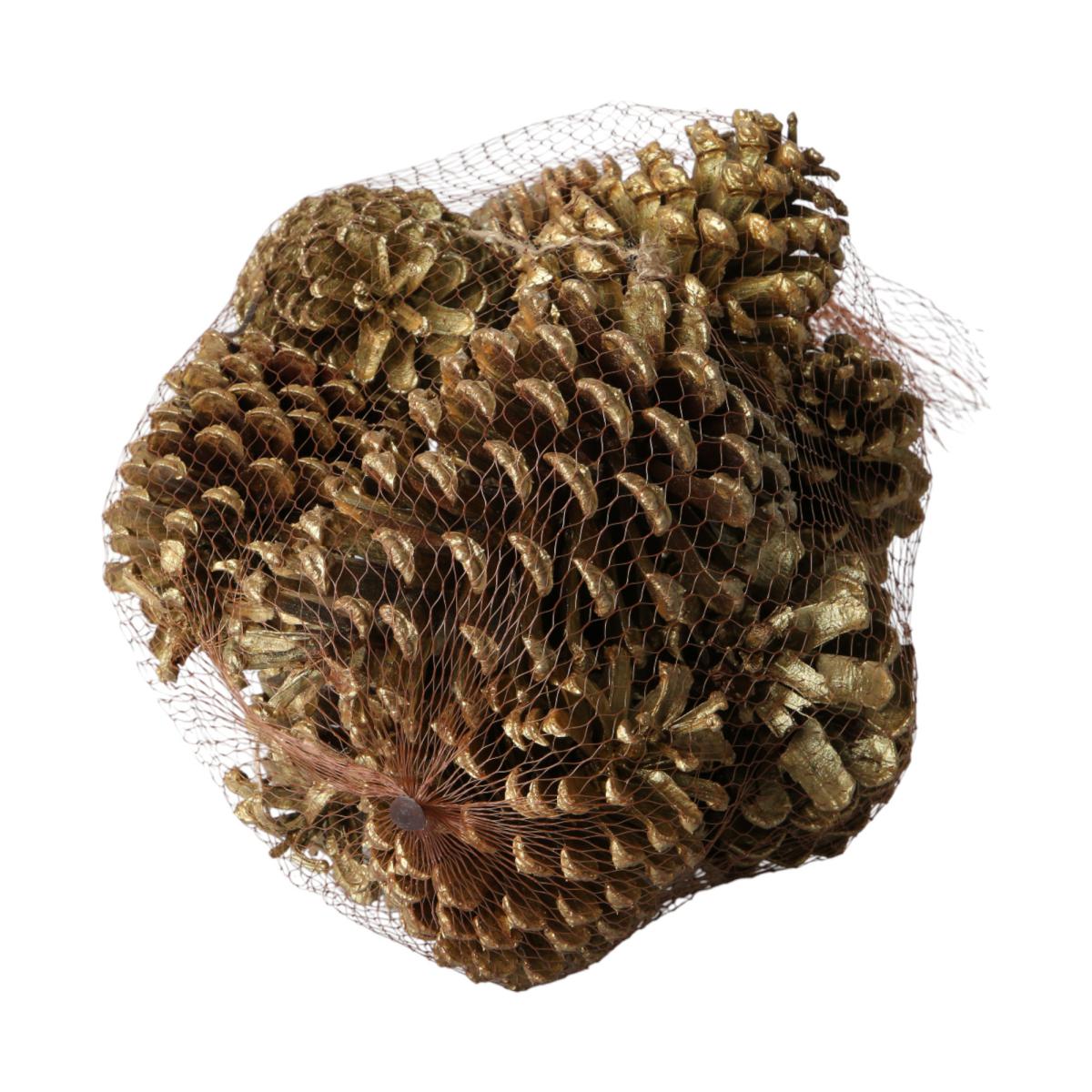 Zapfen Pinus gold